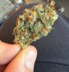 IMG_0423.jpeg