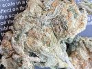 IMG_3818.jpeg